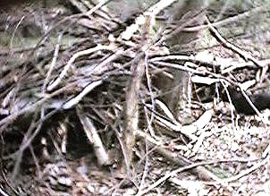 Simple Lean-to picture (Figure 2)