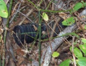 Drain Pipe Den In Use (Figure 2)